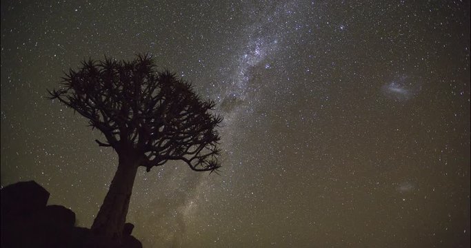 4K time lapse of stars moving and quiver tree in silhouette