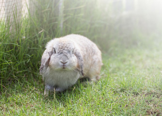 Adorable and cute fluffy Holland Lops rabbit