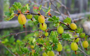 Obraz premium gooseberry berries on branch after rain with water drops