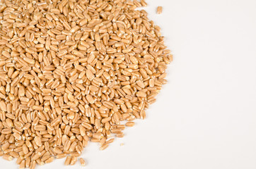 Spelt grain