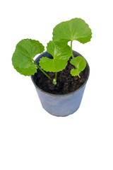 gotu kola leaves on white background