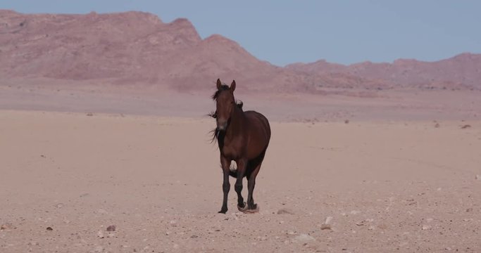 4K view of a wild horse running up to a waterhole and drinking