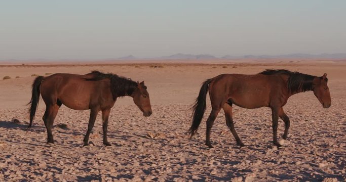 4K view of 2 wild horses walking through the desert landscape