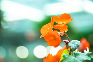 Orange Begonia
