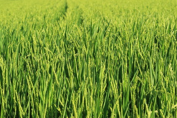 稲穂　花が咲き始めた田んぼ