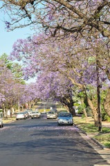Street of vibrant purple jacaranda flowers on trees