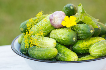 Cucumbers, garlic and dill in metal bowl in garden on sunny day