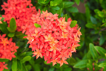 Fototapeta premium Red Ixora flower