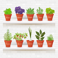 organic gourmet collection of different herbs planted in ceramic