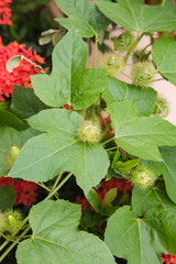 Coccinia grandis vegetable and herb