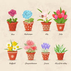 vintage collection of planted different  lovely flowers in ceram