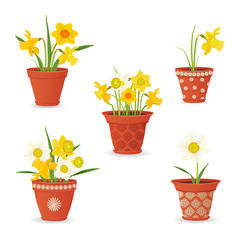 collection of daffodil planted in ceramic pots for your design