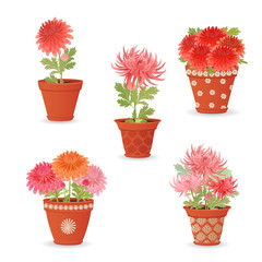 collection of chrysanthemum planted in ceramic pots for your des