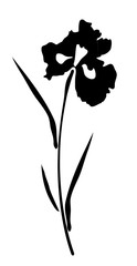 vector iris flower