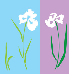 vector iris flower
