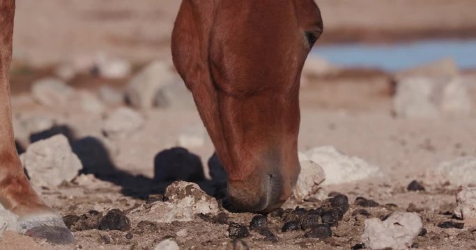 4K view of emaciated horse eating dung