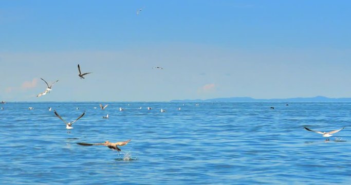 4K Flying Seagulls Birds Eating Water Off Water