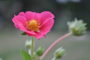 A close-up of a pink strawberry flower