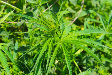 Cannabis (Marijuana) plant