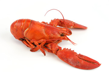 single cooked red lobster isolated on white background