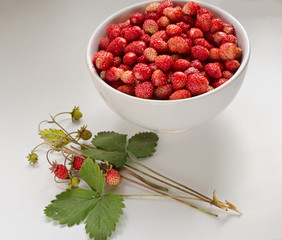 berries of wild strawberry