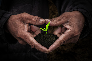 Workers hand with seedlings in the dark