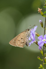 borbo cinnara (Hesperiidae) Butterfly 0n flower