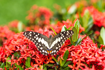 Beautiful butterfly on red flower