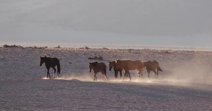 4K backlit shot of wild horses walking through desert landscape