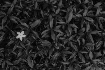 Inda flower and leaves in black and white