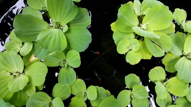 Guppy fish in a fish bowl with a duckweed cover.