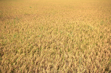 Fototapeta premium Rice paddy fields natural beauty of Thailand.