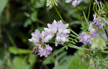 bumblebee collects nectar on a flower plants of meadows and fields   - blooming   weasel Coronilla varia  