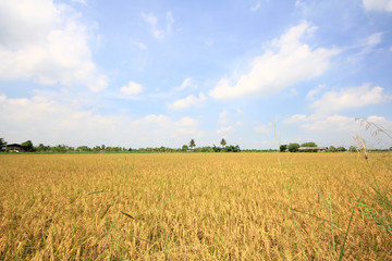 Obraz premium Rice paddy fields natural beauty of Thailand.