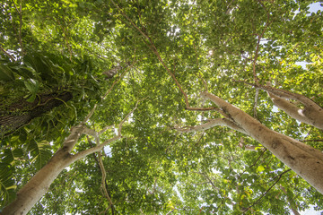Overhead view of Tropical Forest