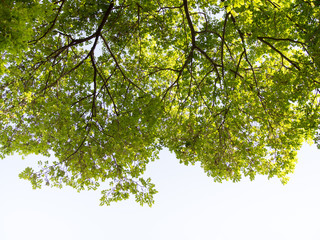 Tree. Perspective unique nature green leave view from under big green tree. Natural and environment concept.
