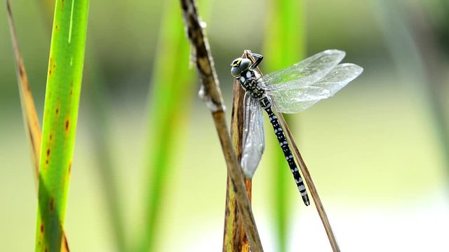 Mosaikjungfer, frisch geschl&uuml;pft