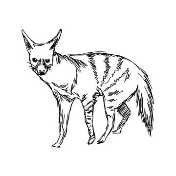 illustration vector hand drawn of aardwolf isolated on white background