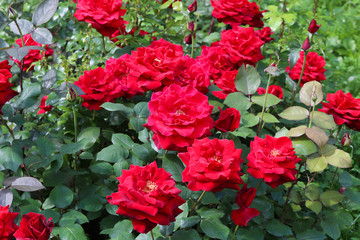 The beautiful shrub roses in the garden.