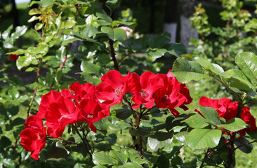 Fototapeta na wymiar The beautiful shrub roses in the garden.
