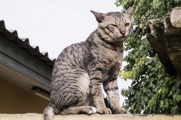Obraz premium Street cat on a wall