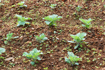 Green seedling growing