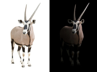 oryx of gemsbok op donkere achtergrond