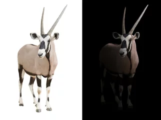 Foto auf Acrylglas Antilope Oryx oder Gemsbock im dunklen Hintergrund