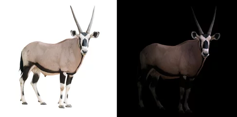 Gordijnen Antilope oryx or gemsbok in dark background  © anankkml