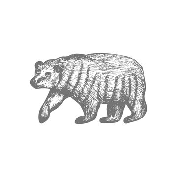 Bear, hand draw