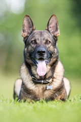 Happy and smiling German Shepherd dog