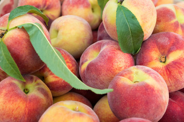 Large juicy peaches. Background from peach fruit with a velvety skin. Useful dietary and vegetarian food. The gifts of nature vitamin. Peaches are delicate and fresh.