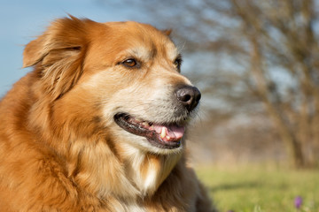 Golden retriever dog