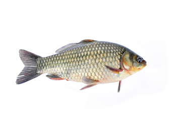 Fototapeta premium Carp on a white background